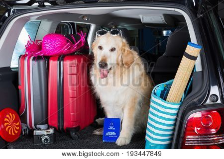 Golden Retriever in the boot of the car ready to leave home