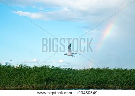 A flock of river gulls flies over the surface of the lake's water against the background of the sky and reeds in cloudy weather