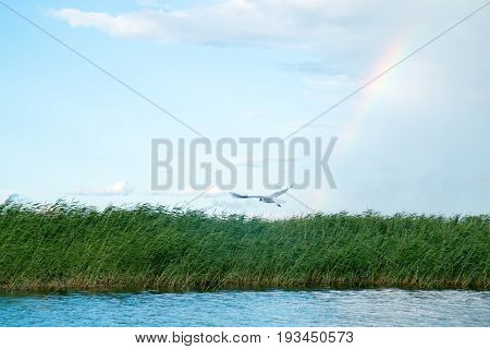 A flock of river gulls flies over the surface of the lake's water against the background of the sky and reeds in cloudy weather