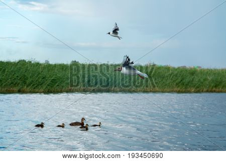 A flock of river gulls flies over the surface of the lake's water against the background of the sky and reeds in cloudy weather
