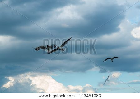 A flock of river gulls flies against the background of the sky and reeds in cloudy weather