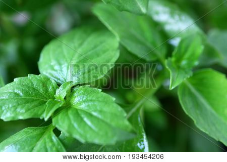 Closed up Vibrant Green Leaves of Thai Basil Plant with Selective Focus