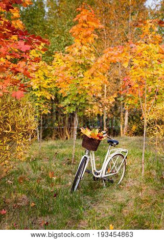 White retro style bicycle with basket with orange, yellow and green leaves, parked in the colorful fall park among trees, vertical background