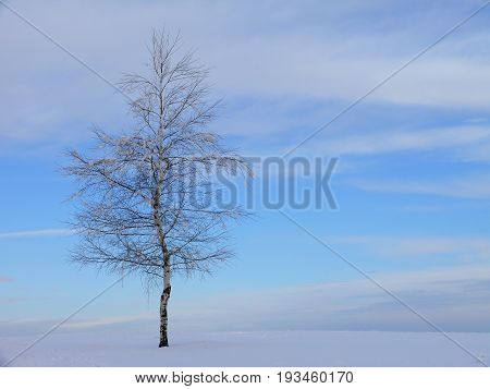 Lonely frozen birch tree - Winter morning in Czech Highlands