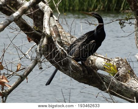The Australasian Darter watching the surroundings in Daintree National park