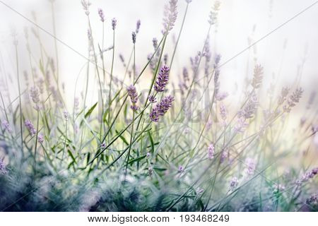 Selective focus on lavender flower - lavender flower in my flower garden