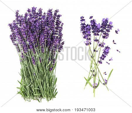 Lavender flowers isolated on white background. Bunch of fresh blossoms