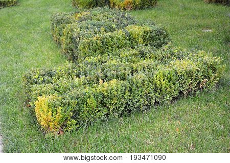 Buxus With Copy Space. Front Yard Landscape Design with Boxwood Hedges. Boxwood Hedge.