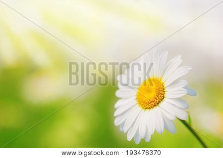 Daisy camomile flower.Chamomile field flowers border. Beautiful nature scene.  Spring Daisy. Summer flowers. Beautiful meadow. Summer background