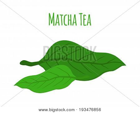 Matcha tea leaves - japaneese drink, natural organic plant. Leaves of asian tea. Made in cartoon flat style