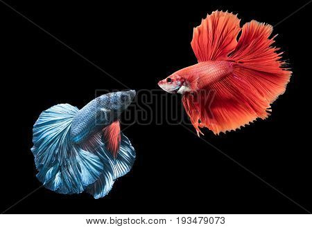 Blue And Red Siamese Fighting Fish On Black