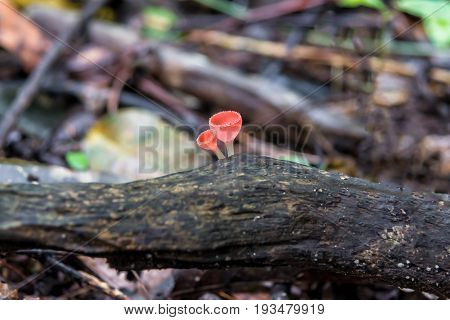Close up Mushroom Champagne (Cookeina sulcipes) in rain forest.