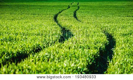 Road In A Green Field Of Wheat