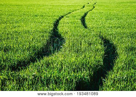Road In A Green Field Of Wheat