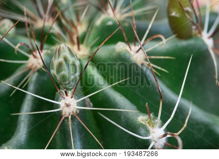 Cactus plant details with thorns and new fresh blosssom