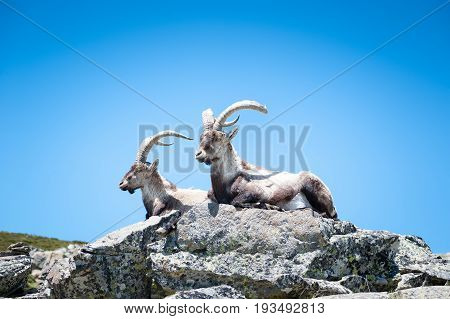 goat resting on the top of the mountain