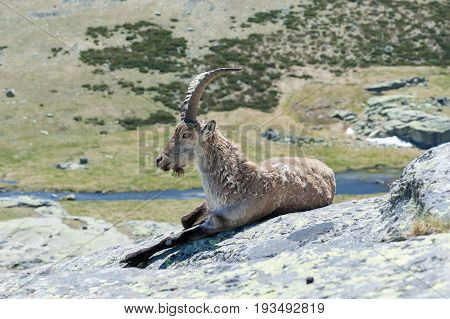 goat resting on the top of the mountain