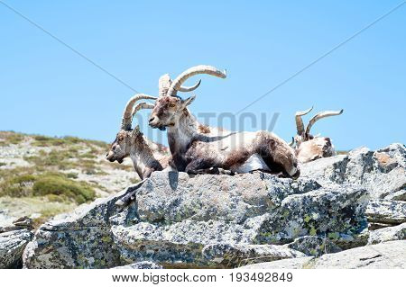 goat resting on the top of the mountain