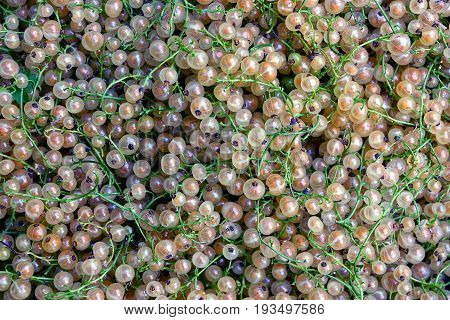 Small sapless currant berries on small green branches