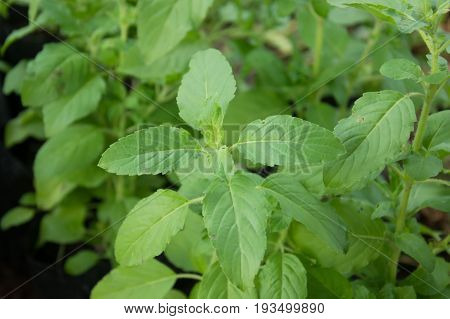 Flower of Ocimum sanctum.,Leaves and flower of Ocimum sanctum, holy basil, Ocimum sanctum in Thai name is Kaphrao.
