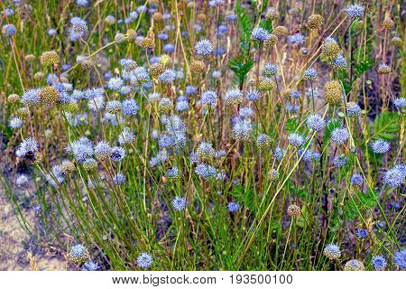 Blue field cornflowers on a meadow on a sunny summer day