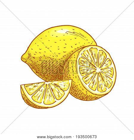 Lemon fruit sketch icons. Vector isolated symbol of fresh whole and cut sliced citrus lemons fruits for jam and juice drink product label or grocery store and farm market design
