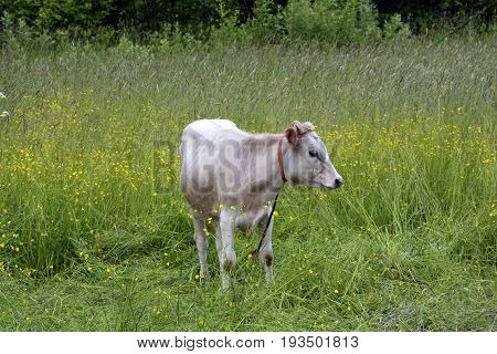 A cow in a summer green field, a calf grazing in the meadow.