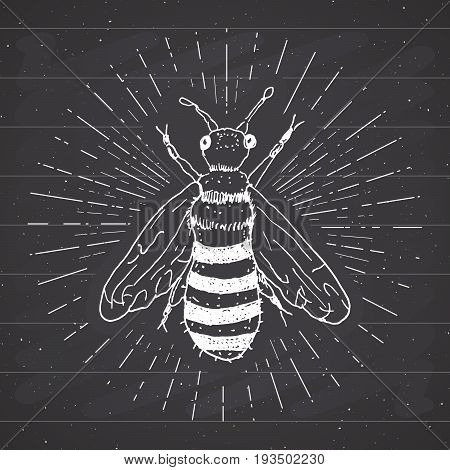 Vintage label Hand drawn bee grunge textured badge retro logo template typography design vector illustration on chalkboard.