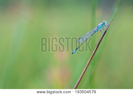 On a stick of a plant there is a goblet-marked damselfly whit dew on the wings