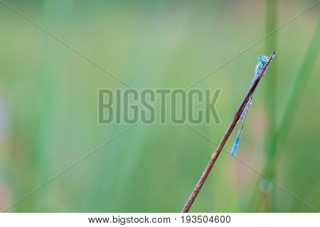 On a stick of a plant there is a goblet-marked damselfly whit dew on the wings