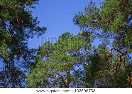 Pine Tree Against The Sky ,blue Sky , Green