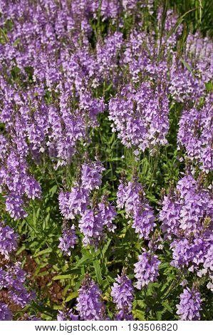 Veronica teucrium. It grows in meadows meadow steppes forest edges