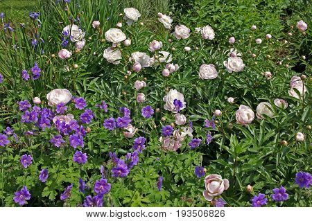 Pink peonies and geranium ibericum flowers in the flowerbed