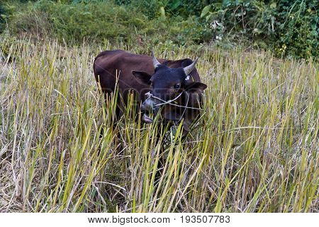 Water buffelo seen in Vang Vieng, Laos