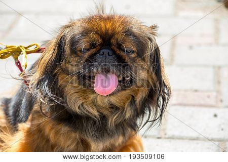 Portrait dog breed Pekingese. Dog showing tongue