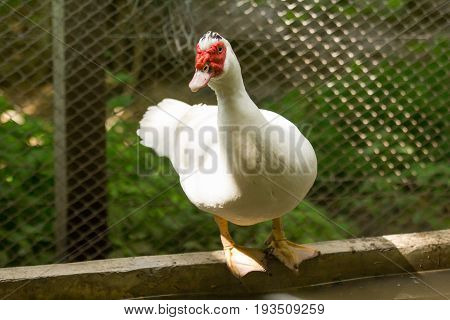 White muscovy duck on farm in the nature