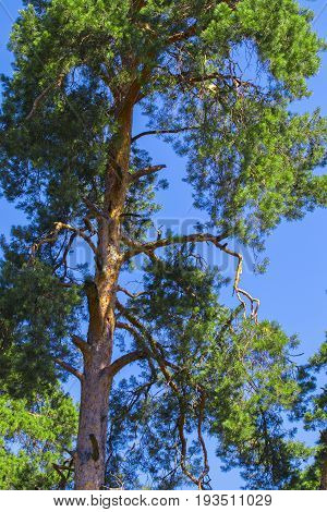 Pine tree against the sky blue sky green.