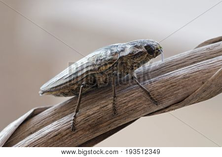 Detailed view of Chalcophora mariana beetle - Pine borer