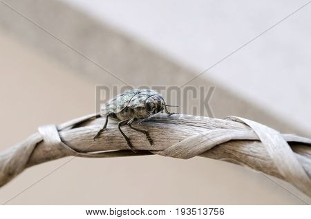 Detailed view of Chalcophora mariana beetle - Pine borer
