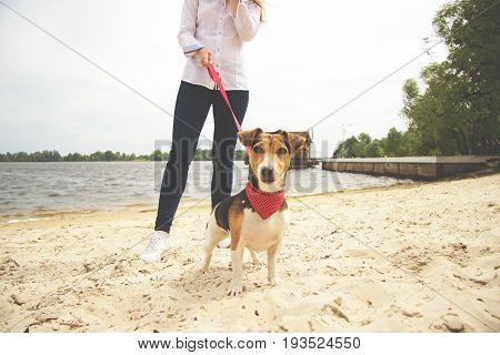 Hey, Over There. Cropped Image Of Pretty Young Woman In Casual Wear Walking With Dog On The Beach. C