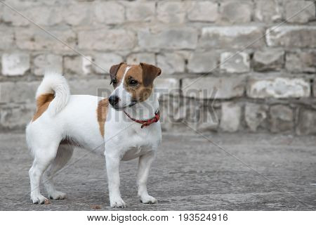 A dog Jack Russell Terrier standing on the background of the old gray brick wall