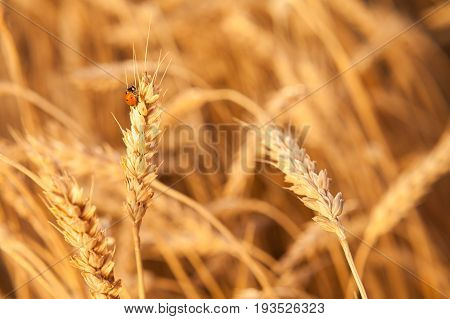 ladybug on the gold ripened wheat closeup. harvest, agriculture, agronomics, food, production, eco concept. empty space for the text.