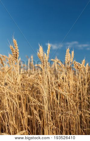 the field of the ripened gold wheat on a blue sky background. harvest, agriculture, agronomics, food, production, eco concept, vertical.