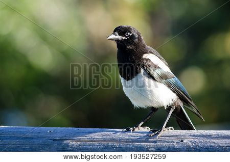 Black-Billed Magpie Perched on Wooden Fence Rail