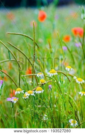 Colorful wild flowers including poppies and daisy flowers.