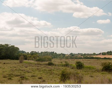 Stock Photo - Country Landscape Animals Farm In Distance No People Empty Harwich Felixstowe Essex Uk