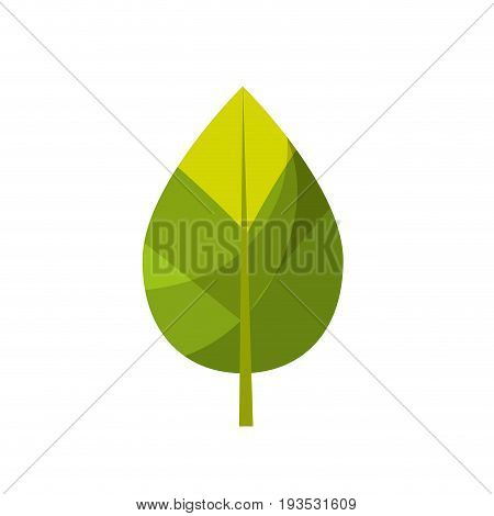 natural leaf botany of tropical plant vector illustration