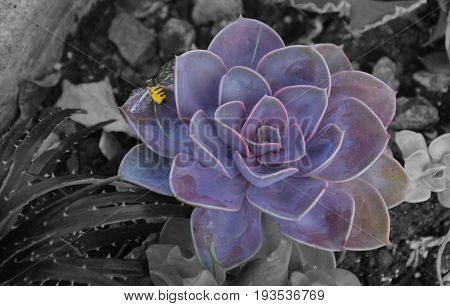 Purple flower succulent with yellow bee perle von nurnberg