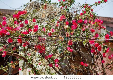 Beautiful red flowers on little branches. Greece, Corfu island