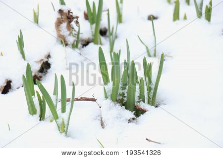 Awakening daffodils in the snow growing flowerbulbs